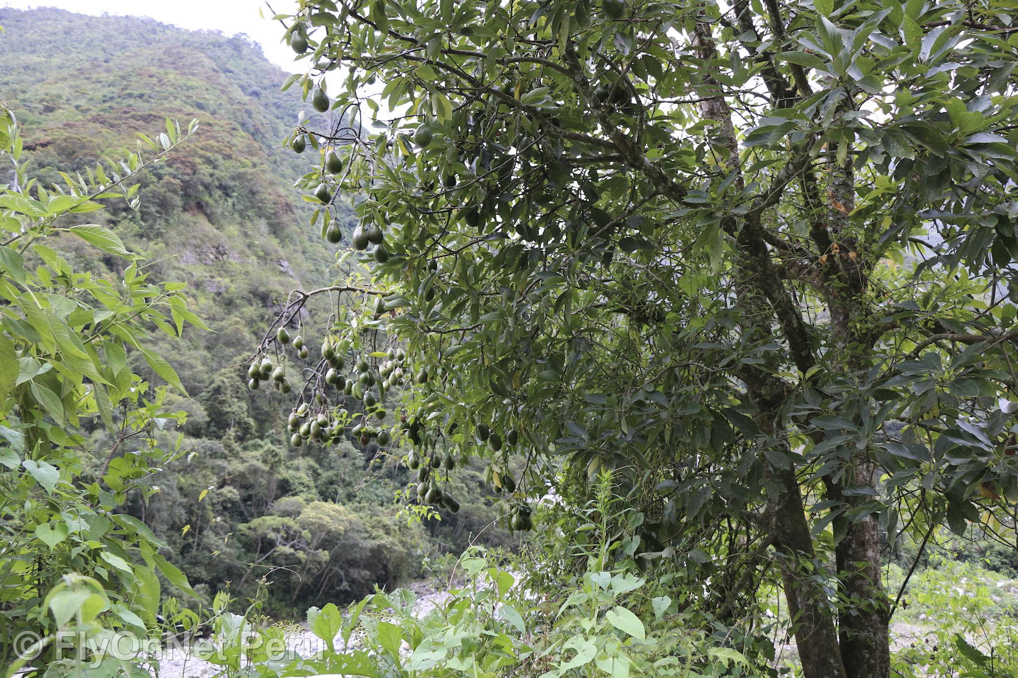 Fotóalbum: Avocado Plantation